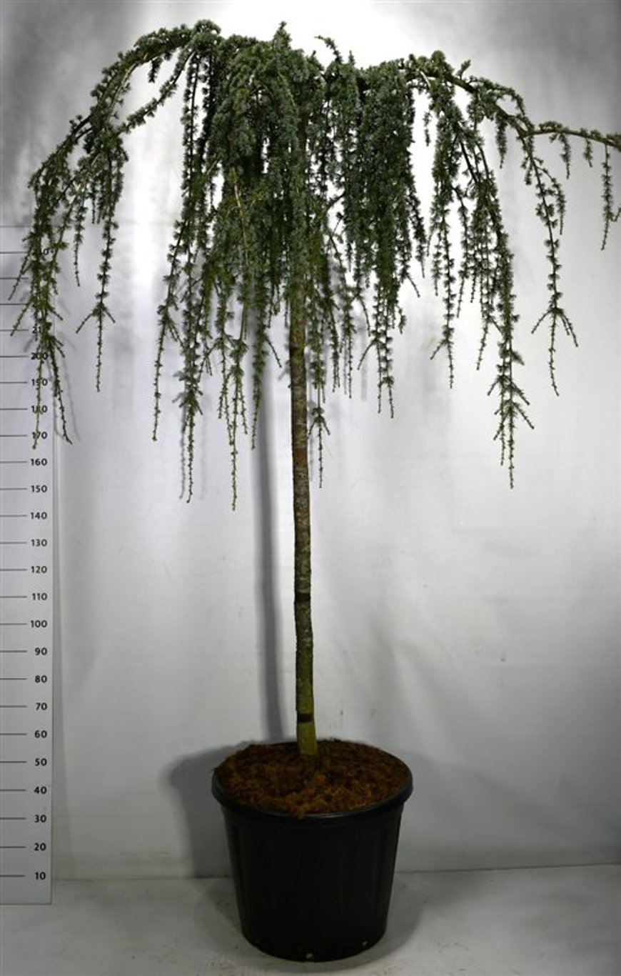 Cedrus atl. 'Glauca Pendula' - C110 220-225 CM